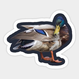 The Mallard or wild duck Sticker